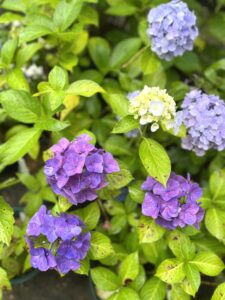 神戸市立森林植物園あじさい