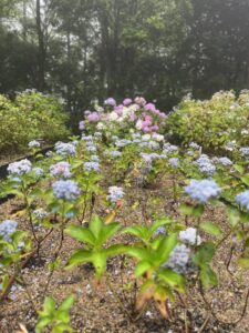 神戸市立森林植物園あじさい