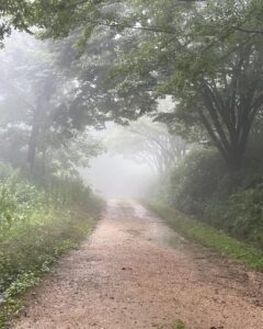霧に包まれた森林植物園