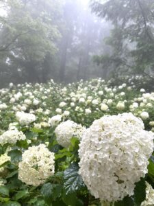 神戸市立森林植物園あじさい