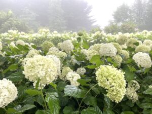 神戸市立森林植物園あじさい