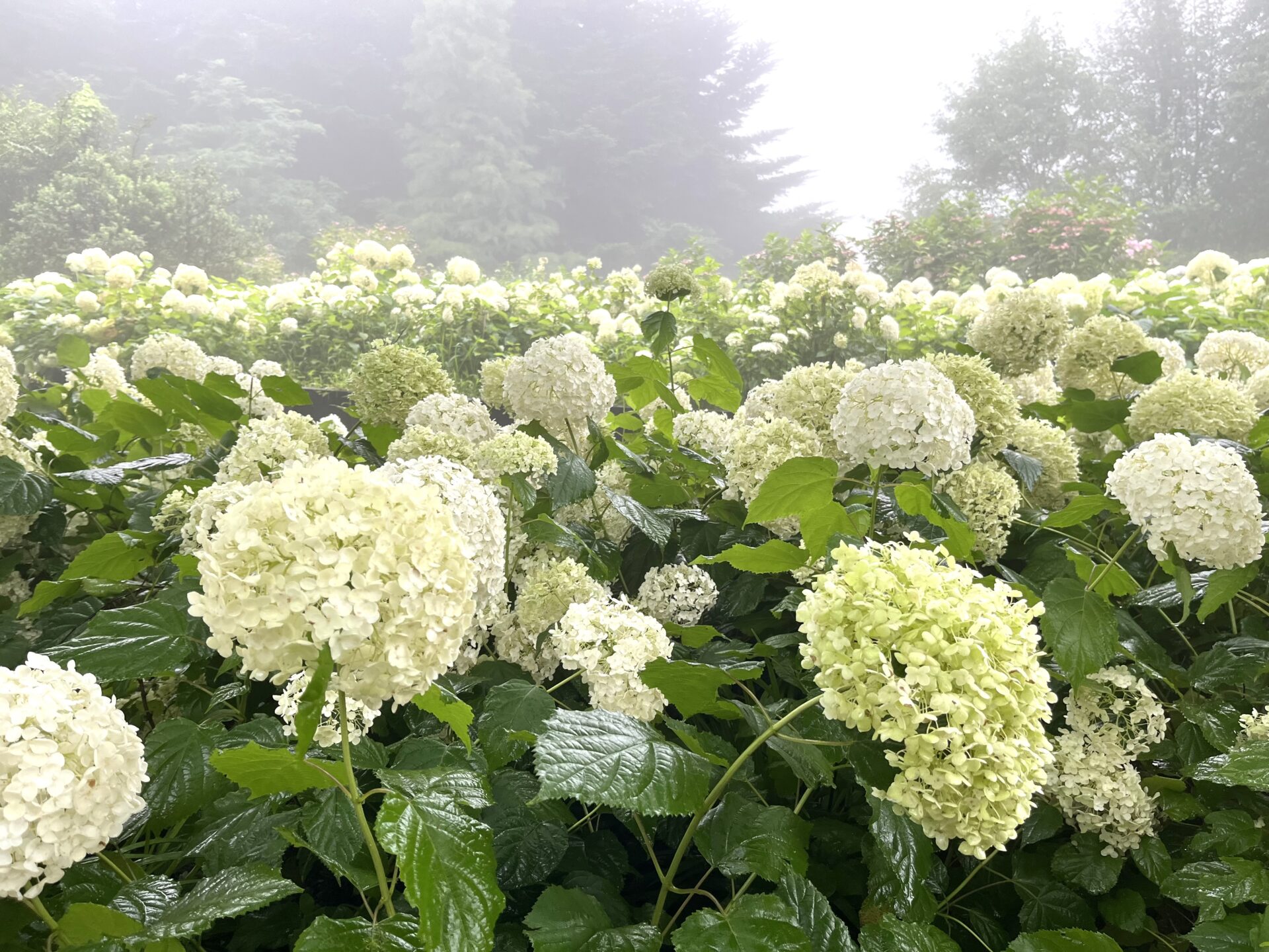 神戸市立森林植物園へ紫陽花を見に行ってきました