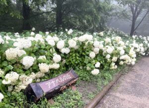 神戸市立森林植物園あじさい