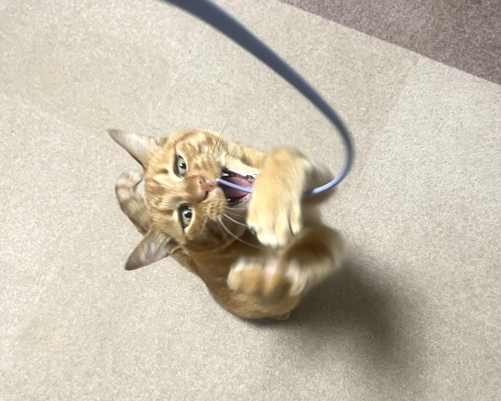 うちの猫が大興奮！まるでネズミの尻尾のような猫じゃらし【レビュー】